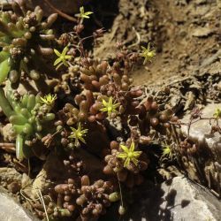 Sedum versicolor