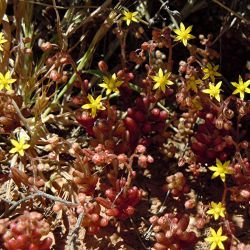 Sedum versicolor