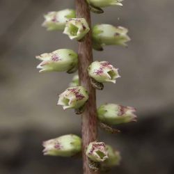 Umbilicus horizontalis