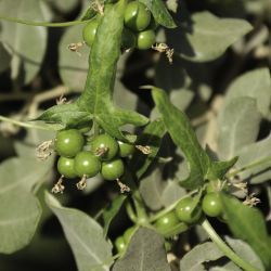 Bryonia dioica
