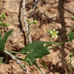 Bryonia dioica