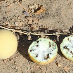 Citrullus colocynthis