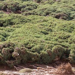 Juniperus communis subsp. hemisphaerica