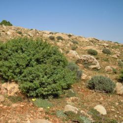 Juniperus oxycedrus