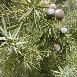 Juniperus oxycedrus