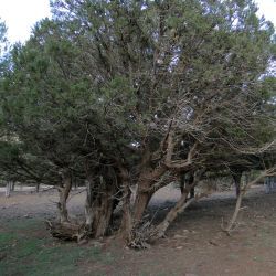 Juniperus phoenicea subsp. turbinata