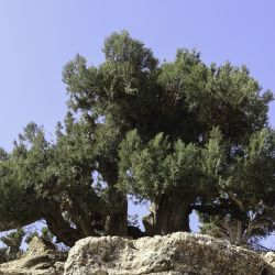 Juniperus thurifera subsp. africana