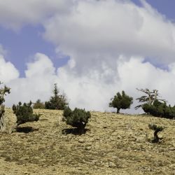 Juniperus thurifera subsp. africana