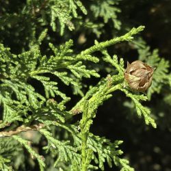 Juniperus thurifera subsp. africana