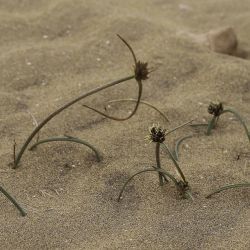 Cyperus capitatus