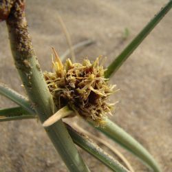 Cyperus capitatus