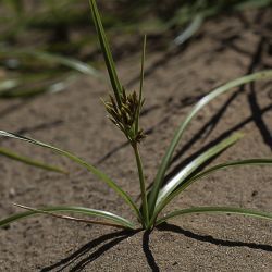 Cyperus rotundus