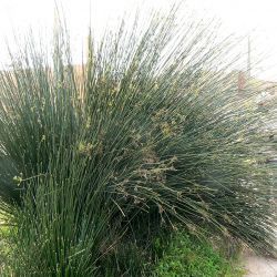 Scirpoides holoschoenus subsp. globifera