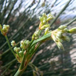 Scirpoides holoschoenus subsp. globifera