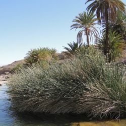 Scirpoides holoschoenus subsp. globifera