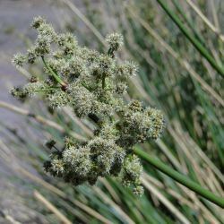 Scirpoides holoschoenus subsp. globifera