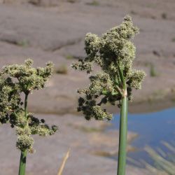 Scirpoides holoschoenus subsp. globifera