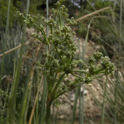Scirpoides holoschoenus subsp. globifera