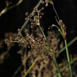 Scirpoides holoschoenus subsp. globifera