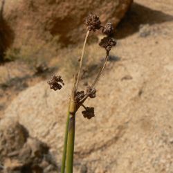 Scirpoides holoschoenus subsp. holoschoenus