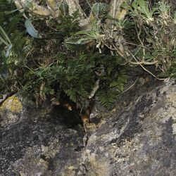 Davalliaceae