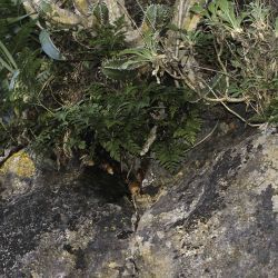 Davallia canariensis