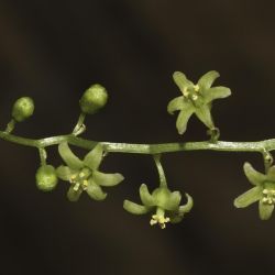 Dioscorea communis