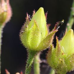 Drosophyllum lusitanicum