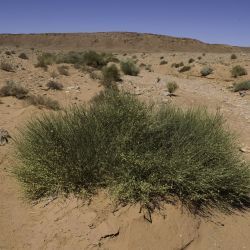 Ephedra alata subsp. alenda