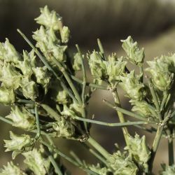 Ephedra alata subsp. alenda