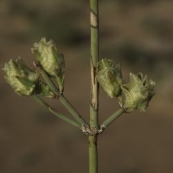 Ephedra alata subsp. alenda