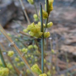 Ephedra alata subsp. alenda