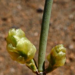 Ephedra alata subsp. alenda