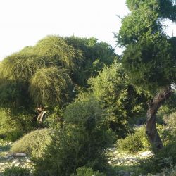 Ephedra altissima
