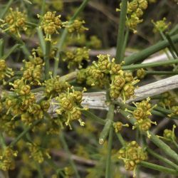 Ephedra altissima