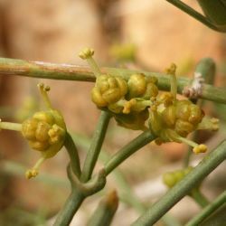 Ephedra altissima