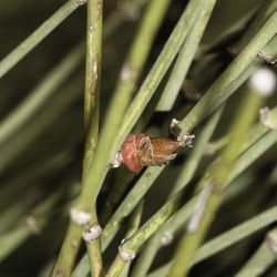 Ephedra fragilis subsp. cossonii