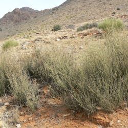 Ephedra fragilis subsp. cossonii