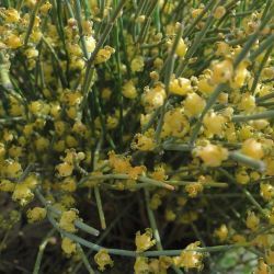 Ephedra fragilis subsp. cossonii