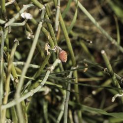 Ephedra fragilis subsp. cossonii