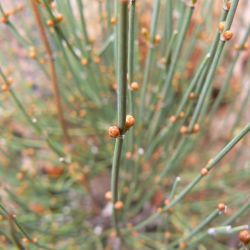 Ephedra nebrodensis