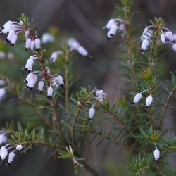 Erica multiflora