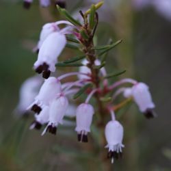 Erica multiflora