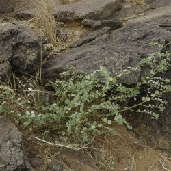 Andrachne telephioides