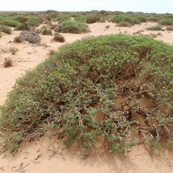 Euphorbia balsamifera