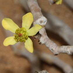 Euphorbia balsamifera