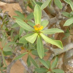 Euphorbia balsamifera