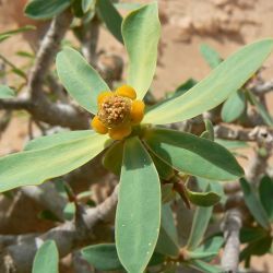 Euphorbia balsamifera