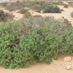 Euphorbia balsamifera