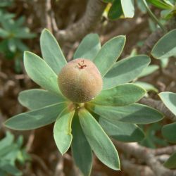Euphorbia balsamifera